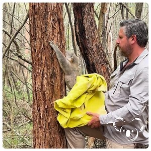 THIS IS OUR WHY | HERMES 💚 This is Hermes.🐨 Hermes was released back to their home range this week after spending some time with us for a health check. And wow was it an exciting and interesting health check🌿💚 A first for some at the Port Macquarie Koala Hospital. Stay tuned as we will share more in our Wild Wednesday Fun Facts... Every koala that we are able to rescue, treat and rehabilitate, and release means we are working to our purpose - this is our why 💚 Wild koalas need our help - no