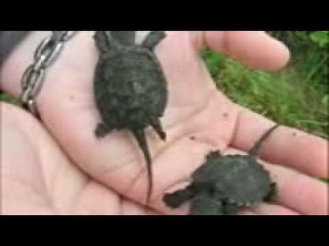 Snapping Turtles Hatch at VINS
