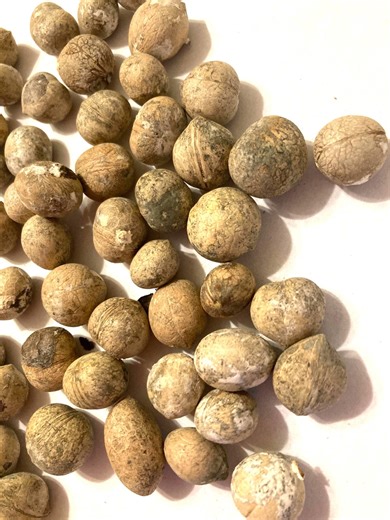 Evergreen Cherry Tree Seeds (PRUNUS Ilicifolia)(holly Leaved Cherry)(islay)(hollyleaf Cherry) - Etsy