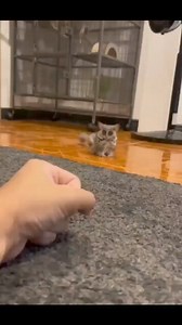 22K views · 210 reactions | What is this Cute eyes he got #fypシ゚ #foryou #MarkZuckerberg #Chatgpt #viral #funny #everyone #Amazing #california #memes | Anti-corruption move Pakistan Gujrat | Facebook