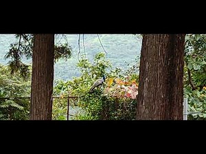 Peacock in its natural habitat with natural background sound of birds, Panchgani Mahabaleshwar.