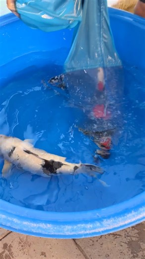 Catching Japanese Koi from a Pond is a craft on itself 😳🇯🇵❤️ | Yvo - The Koi Partner