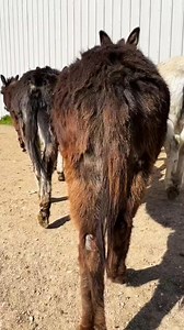 …but they have to charge😜🍑 #minidonkey #minidonkeylife #donkeysoftiktok #idahorancher #idahome #heehaw | Double Donkey Ranch