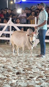 Heavyweight Dwarf Miniature Iconic Bhutti Female Cow of Waqif Agro | MashAllah . . . . . . . . . . . . . . . . . #Qurbani #KurbaniEid #DecoratedBull #brahman #longhorns #texasBrahman #paglagoru #borogoru #giantbull #gyrolando #sibbi #mandi #cholistanicow #cow #bulls #bigcow #buffalo #jafrabadiBuffalo #jafrabadi #piemonteseBull #Piemontese #redBrahmanBull #brahmanrojo #ThaiBrahman #Khillarbull #IndianBull #RomagnolaBull #BrangusBull #Braford #BrafordBull | Guy with The Big Cows