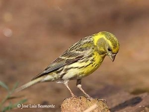 European serin - Alchetron, The Free Social Encyclopedia