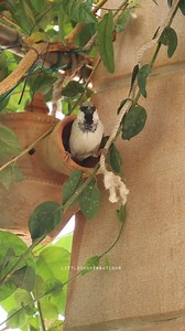 943K views · 10K reactions | Aashiyana  . . . #Birdhouse #Sparrowhouse #breeding #birding #nesting #nestbox #clayhouse #claybirdhouses #LittleConversationssana #nature | How To Invite Birds | Facebook