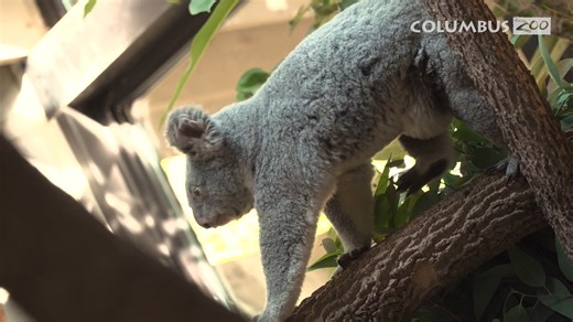 6.1K views · 777 reactions |  Look! It's a glimpse at koala, Katy's joey! The joey now weighs about 250 grams. Our Animal Care won’t know the sex of the joey until it ventures out of Katy's pouch, which will likely occur sometime after Christmas. | Columbus Zoo and Aquarium | Facebook