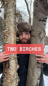 Yellow birch (Betula alleghaniensis) and sweet birch (Betula lenta) have very similar ecologies, but very different bark (at least once they’ve matured). Here, we look at the bark of these two species, which makes for easy distinction. | Levitreeschool