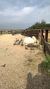 ESTABLISHED ROUTINE Make sure you have the sound on so you can hear Charlie. This family wait in the same place for the team to bring each feed. The herd understand the daily schedule at the Swannery and recognise the team. These cygnets already have a good established routine, like many babies and toddlers! #swanfamily #feedingtime #swannery #dorset | Abbotsbury Swannery