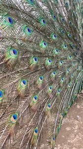 1.2K views · 32 reactions | Indian peacocks have a very large population and various types of colors. #peacock #indianpeacock #breed #farm #animalworld #exotic #fyp | Progo Farm | Facebook