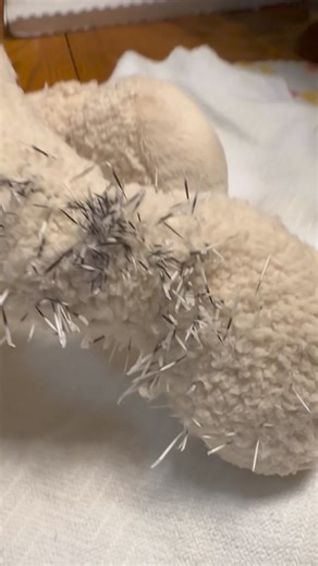 Our baby North American porcupine, Poke-ahontus, did this to her stuffed animal | Animal Magic, Inc.