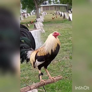 Rancho Ricachona Davalos Tampico Tamaulipas México Inf 833 188 8898 🇲🇽🇲🇽🇲🇽🇲🇽🇲🇽🐓🐓🐓🐓🐓 #AmarilloDeVerdad #pulgada #amarillotexas #pluma #gallos #Colorado #asil #giros #rancho #Finos | Rancho Ricachona Davalos