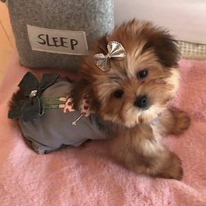 RESERVED "Tiffany" 💜 Congratulations Laura | Woof Woof Puppies & Boutique