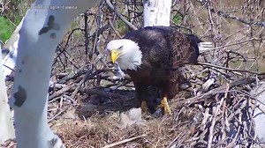 60K views · 9.4K reactions | Cute eaglet feeding at the United States Steel Corporation bald eagle nest this morning! Watch the live stream here: https://pixcams.com/uss-eagles/ #pixcams #eagles #eagle #uss #ussteel | PixCams | Facebook