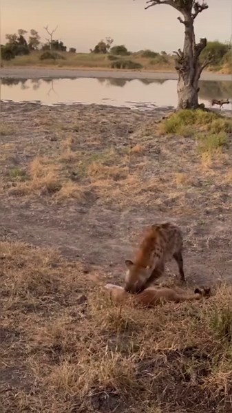 10K views · 186 reactions | Hyena eating alive impala video #shorts #hyena #impala #deer. | Ocean Animals | Facebook