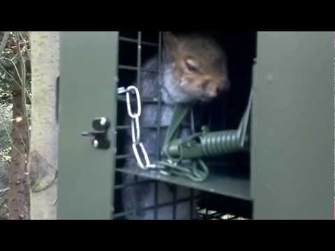Fenn Squirrel Tree Trap