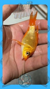4.5K views · 18 reactions | Meet the rare koi cyclops discovered in...