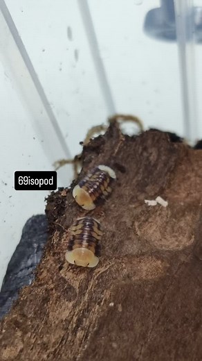 Cubaris sp. Cave Ducky #69isopod #isopod #isopodforsale #isopodthailand #pillbug #insects #millipede #exoticpets #isopoda #armadillidae #armadillidium #cubaris #porcellio #armadillo #isopods #isopodbreeder #isopodapet #pillbug #woodlice #isopodinstagram #insect #insects #isopodinnature | Isopod shop by 69Isopod