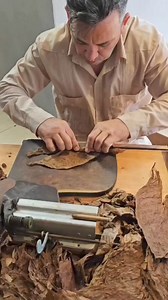 11K views · 79 reactions | ️ ¿Sabías que el tabaco cubano es...