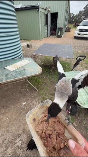 Raising Magpies: Hilarious Chaos and Heartwarming Moments