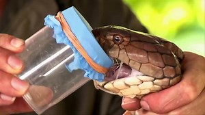 10 Most VENOMOUS Snakes In The World Today! | Toppest