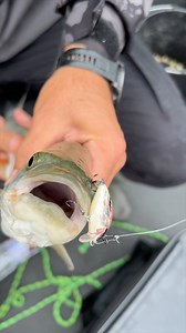 Salmo Tiny, mały ale wariat😉 Potrafi sprowokować każdą rybę do ataku🚀 | Salmo