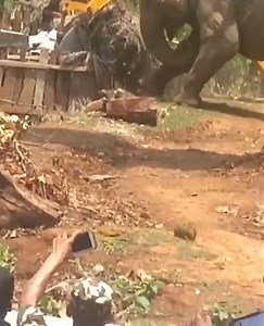 Elephant and tiger fight | 300 Fala 300 | Facebook