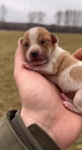 Witness the absolute serenity of this tiny newborn puppy, peacefully taking the sweetest nap cradled gently in loving hands. Its delicate paws and closed eyes embody pure innocence and comfort. A truly heartwarming moment of connection and tender care." | Chihuahua Care Stories