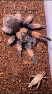 A poisonous spider eating an insect #spider #insects #Bugs #wildlife #insectlovers #insect #bug #insectphotography | Insect Forest