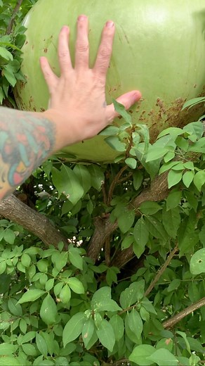 First time growing an African Drum Gourd. Wish me luck on drying this bad boy out and making it into a drum 🤞🤞🤞 #gourds #autumnvibes #fatsgreengarden | Fatsgreengarden