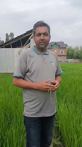 Overdose or excessive nitrogen fertilizer ( UREA) can cause lodging (plants falling over), reduce grain filling, and increase the risk of disease.(Blast disease) & Pests. | Agriculture Activities