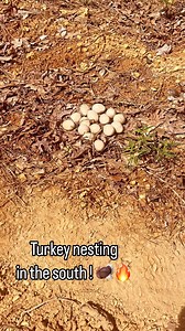 39 reactions · 3 comments | Be careful out there if your still doing control burns ! #nesting #turkeys #spring #controlledburn | The Rival | Facebook