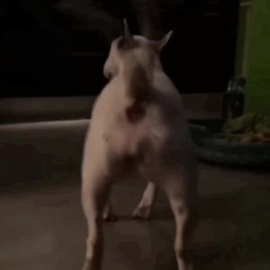 40K views · 1.4K reactions | Bull Terrier facts, everyone should know! | Working Bull Terriers Kennel | Facebook