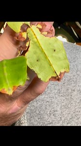 My favourite building in the world is… any ideas you all?! A great privilege to record evolutionary biology content for @morethanadodo today. I could wander these halls all day… | Steve Backshall