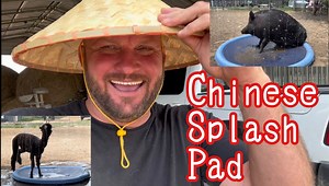 Enjoy a splash with PigTrudy and her friends | Ima Survivor Donkey and Farm Animal Sanctuary