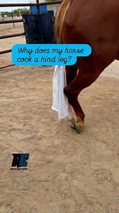 Ever notice how a horse will sometimes stand with one hind leg cocked, toe resting on the ground? 🐴 It can mean a few different things, depending on the situation: 👉 Relaxation – Most of the time, a cocked hind leg just means your horse is chill. They’re taking a little weight off and resting, kinda like how we lean on one hip when we’re hanging out. 👉 Dozing – Horses often cock a leg when they’re napping while standing. It’s part of their stay apparatus (the way their joints lock so they can