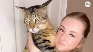 That's a big kitty! This large feline is as big as an adult bobcat. | USA TODAY Video