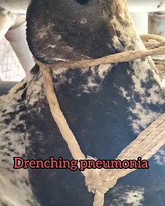 8.4K views · 115 reactions | Drenching pneumonia case (Snoring sounds, diarrhea, cough) Treatment is in comments box  | SYNS animal care | Facebook