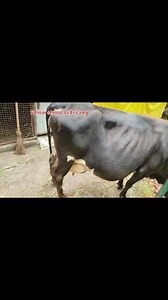 15K views · 205 reactions | 6005175599. Asalamualaikum hope all friends are fine. 2nd lactation pregnant cow 9month pregnant is looking for new home at lar GANDERBAL. 2 days left to complete 9th month. 16 ltr records in ist lactation Call him for more details 6005175599. #cows #post #viralvideochallenge Follow sheep seller ang For ADD PROMOTION CONTACT 77808 37312 Thanks to all brothers who support ❤️   ♥️  | sheep seller ang | Facebook