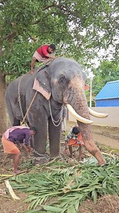 144K views · 1.2K reactions | ചങ്ങല അഴിച്ച് കെട്ടി പാപ്പാന്മാർ// #elephant // Colourful World  | Colourful World | Facebook