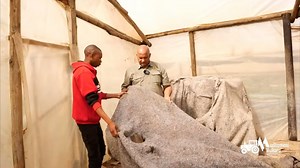 A seedling germination room is important because it provides a controlled environment with optimal temperature, humidity, and light, which can significantly improve germination rates, uniformity, and speed, ultimately leading to healthier and stronger seedlings | Mudhumeni Mukuru