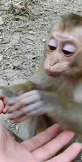 Wow so cute Sheba hop she back home soon | Kosal Team