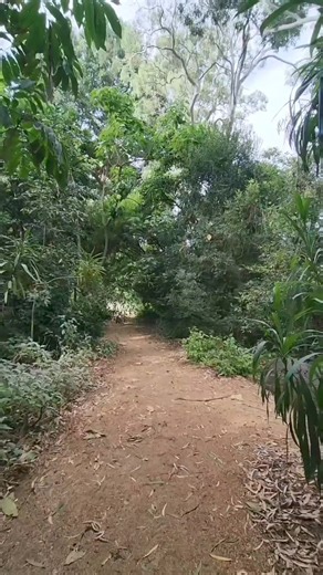 2.6K views · 87 reactions | The tranquil Australian Forest at Adelaide Botanic Garden is worth a visit no matter the season.  | Adelaide Botanic Garden | Facebook