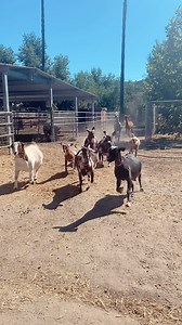 Little mini stampede coming through #goats #alpaca #livestock #farming #sandiego #stampede | Lil Patch Of Heaven