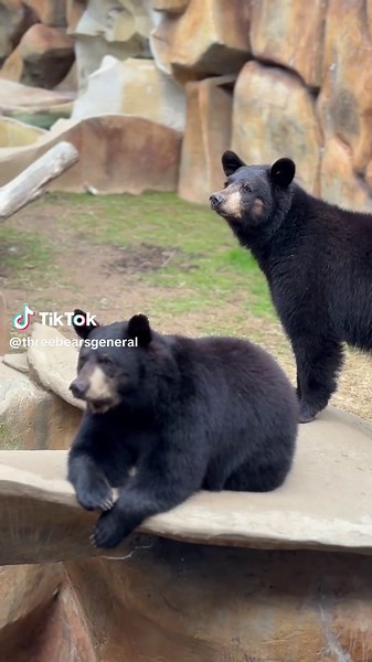 A one-of-a-kind experience awaits at our bear habitat 🐻✨ Hoping to see bears during your Smoky Mountains visit? Our bear habitat offers a safe, educational place to enjoy seeing bears up close in a controlled, responsible environment. Guests can also take part in responsible bear feeding during designated times with the purchase of Bear Bites. Habitat admission and Bear Bites can be booked online — and since Bear Bites are limited, booking online is the only way to guarantee the opportunity to 