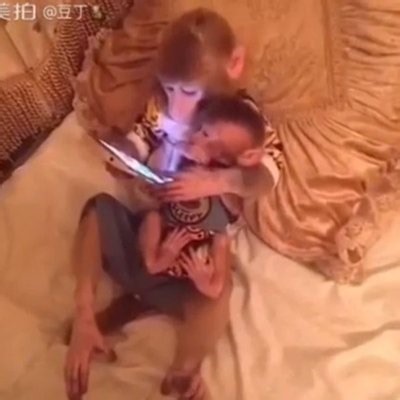 Adorable video of a Monkey teaches his youngster how to use an iPad