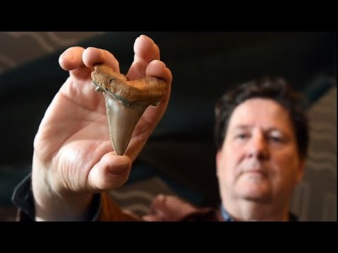 Rare teeth from ancient mega-shark found on Australia beach