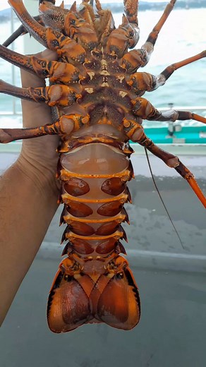 Here's how to tell the difference between female and male crayfish also I've had crays in many ways but what's your go to is it boil steam or hot plate post your go to in the comments chur chur 👆 #diving #fishingnz #crayfish #rocklobster #tasty #kaimoana #pleopods #fyp #viralreel #aquaculture #fishinglife #nz #divenz | The Strait adventurer