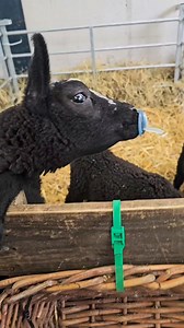 How lush man 😍 Whitehouse Farm #baby #farm #whitehousefarm | I'm Bored. North East