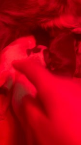 Seven little Sprocker pups born in the night, all completely different to each other! | Uggeshall Spaniels - Breeding Working Springers, Cockers and Sprockers